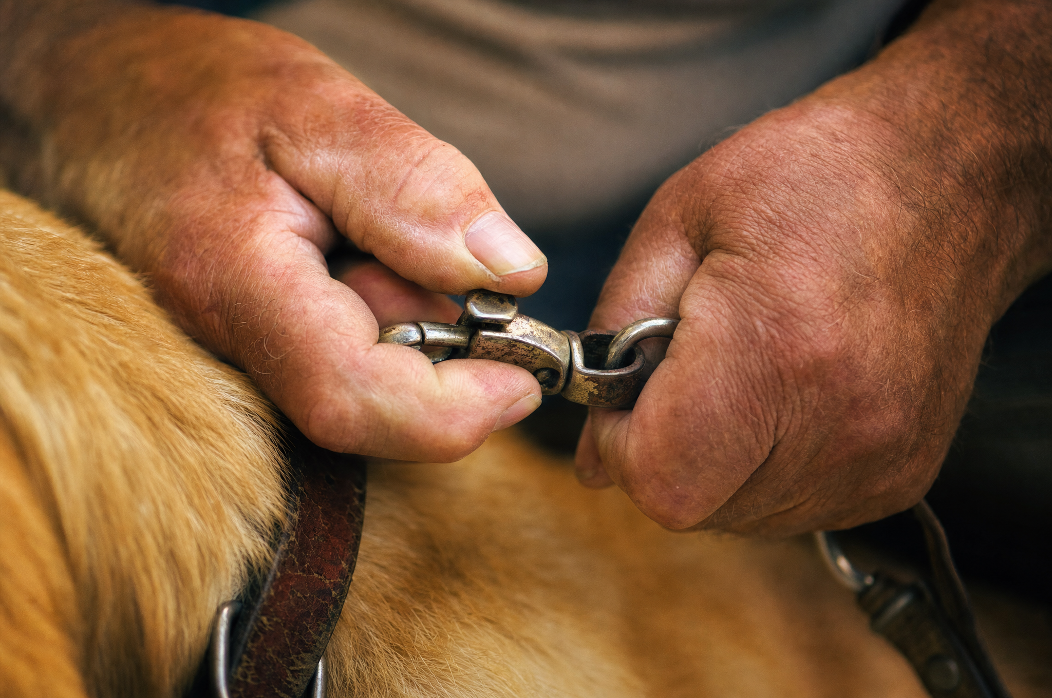 The leash clip: the finest grip you'll ask of your hands, at the moment they're at their worst. Illustrative photo.